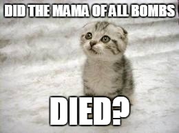 Sad Cat Meme | DID THE MAMA OF ALL BOMBS; DIED? | image tagged in memes,sad cat | made w/ Imgflip meme maker