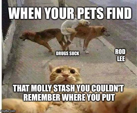 Rod Lee | ROD LEE | image tagged in drugs,funny animals | made w/ Imgflip meme maker