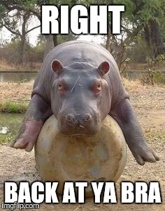 Happy hippo | RIGHT BACK AT YA BRA | image tagged in happy hippo | made w/ Imgflip meme maker