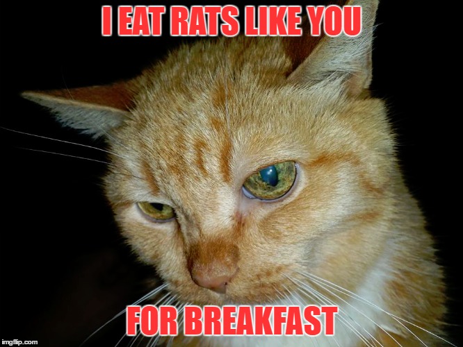 rat breakfast for chai | I EAT RATS LIKE YOU; FOR BREAKFAST | image tagged in rats,cat,grumpy cat | made w/ Imgflip meme maker