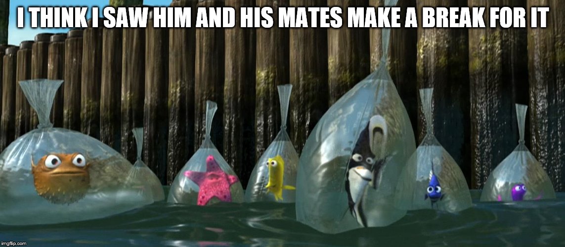 Now What - Finding Nemo | I THINK I SAW HIM AND HIS MATES MAKE A BREAK FOR IT | image tagged in now what - finding nemo | made w/ Imgflip meme maker