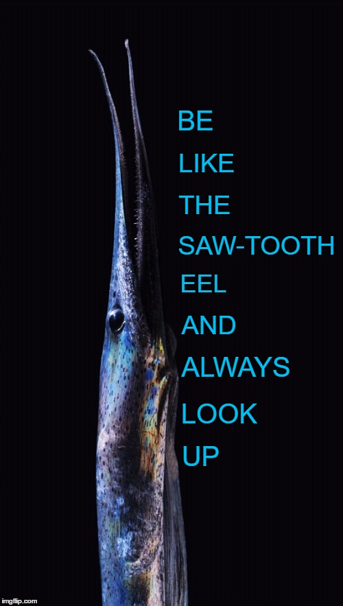 Saw tooth eel | BE; LIKE; THE; SAW-TOOTH; EEL; AND; ALWAYS; LOOK; UP | image tagged in eel,feel good,look up | made w/ Imgflip meme maker