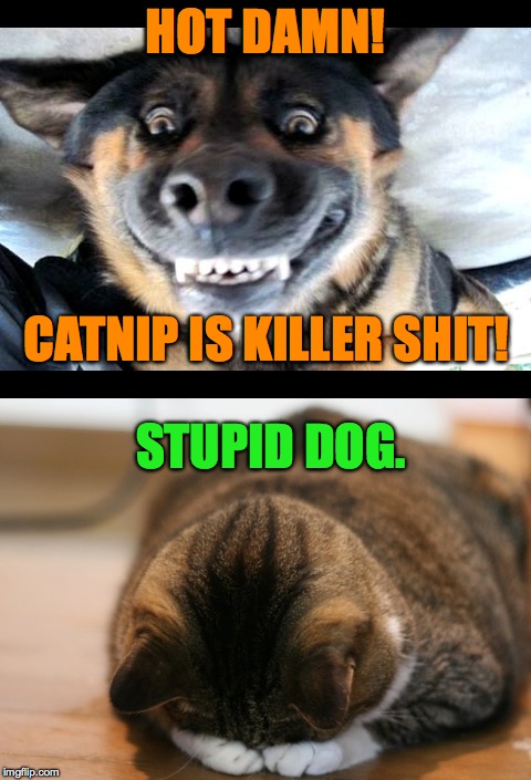 Doggo Does 4/20 | HOT DAMN! CATNIP IS KILLER SHIT! STUPID DOG. | image tagged in catnip | made w/ Imgflip meme maker