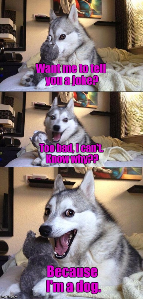 Bad Pun Dog Meme | Want me to tell you a joke? Too bad, I can't. Know why?? Because I'm a dog. | image tagged in memes,bad pun dog | made w/ Imgflip meme maker