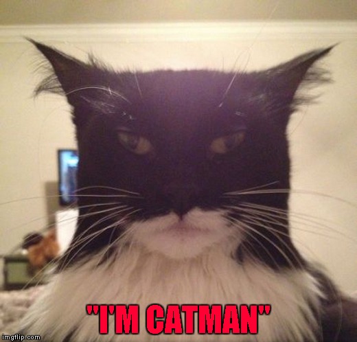 The Dark Knight Rises Again!!! | "I'M CATMAN" | image tagged in i'm catman,memes,cats,funny,animals,funny cats | made w/ Imgflip meme maker