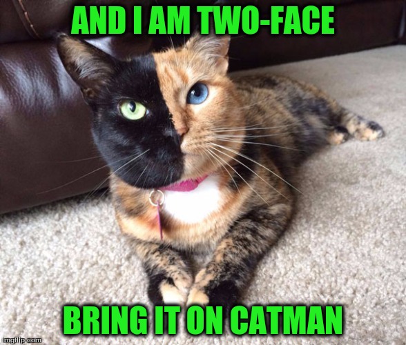 AND I AM TWO-FACE BRING IT ON CATMAN | made w/ Imgflip meme maker