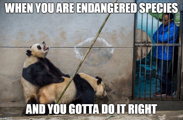 WHEN YOU ARE ENDANGERED SPECIES; AND YOU GOTTA DO IT RIGHT | image tagged in panda,cute animals,endangered species | made w/ Imgflip meme maker