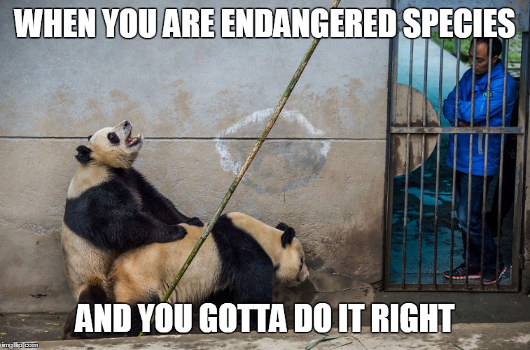 Image Tagged In Panda cute Animals endangered Species Imgflip