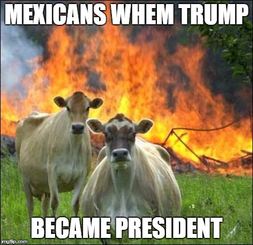 Evil Cows | MEXICANS WHEM TRUMP; BECAME PRESIDENT | image tagged in memes,evil cows | made w/ Imgflip meme maker