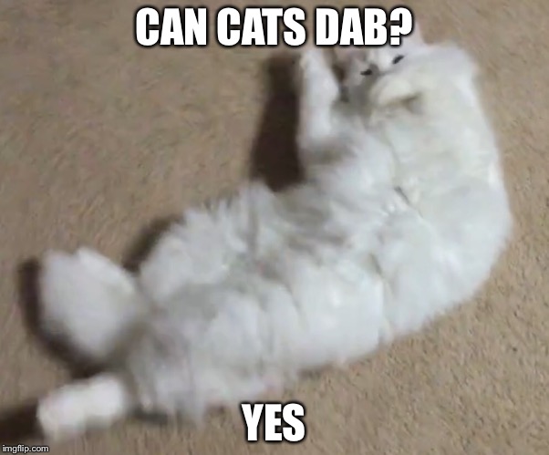 CatDab | CAN CATS DAB? YES | image tagged in cat,dab | made w/ Imgflip meme maker