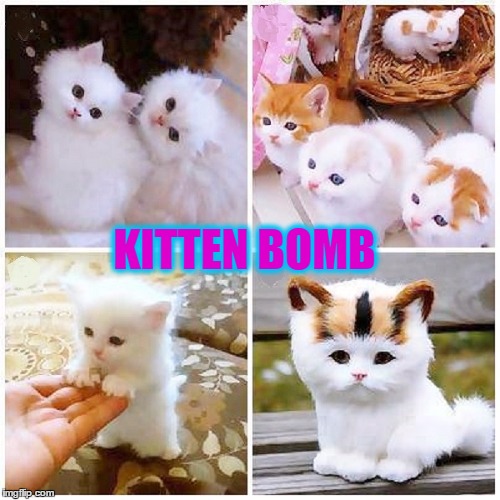 KITTEN BOMB | made w/ Imgflip meme maker