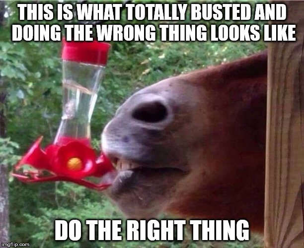 Totally Busted | THIS IS WHAT TOTALLY BUSTED AND DOING THE WRONG THING LOOKS LIKE; DO THE RIGHT THING | image tagged in doing the right things,why am i doing this,doing it wrong,busted | made w/ Imgflip meme maker