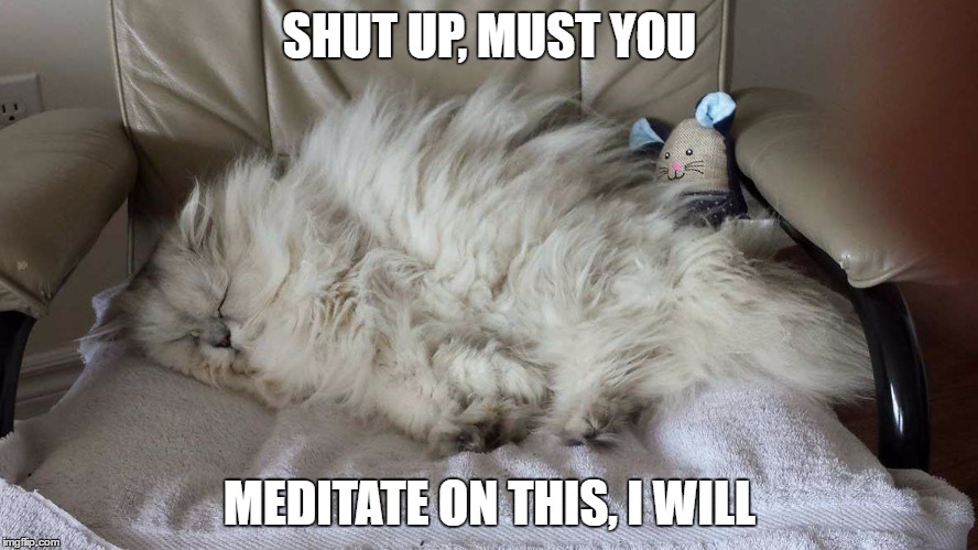 Yoda cat | SHUT UP, MUST YOU; MEDITATE ON THIS, I WILL | image tagged in cats | made w/ Imgflip meme maker