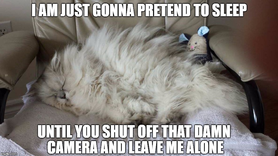 Leave the cat alone | I AM JUST GONNA PRETEND TO SLEEP; UNTIL YOU SHUT OFF THAT DAMN CAMERA AND LEAVE ME ALONE | image tagged in cats | made w/ Imgflip meme maker
