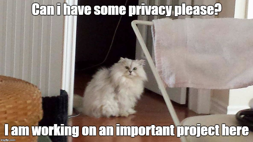 serious cat | Can i have some privacy please? I am working on an important project here | image tagged in lolcats | made w/ Imgflip meme maker