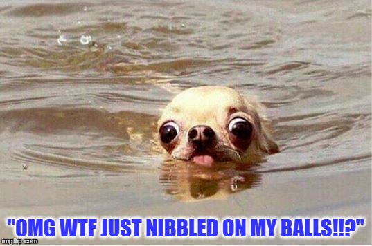 Scared dog | "OMG WTF JUST NIBBLED ON MY BALLS!!?" | image tagged in scared dog | made w/ Imgflip meme maker