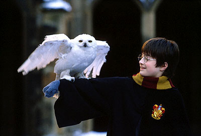 Harry Potter Owl Blank Meme Template