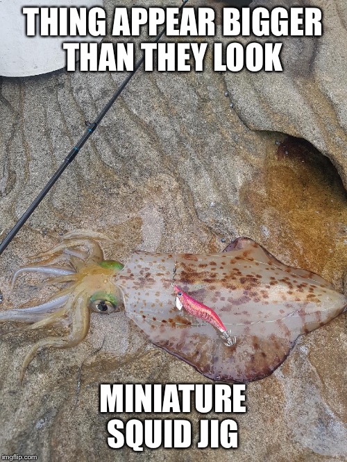 Stonker  | THING APPEAR BIGGER THAN THEY LOOK; MINIATURE SQUID JIG | image tagged in squid,fishing | made w/ Imgflip meme maker
