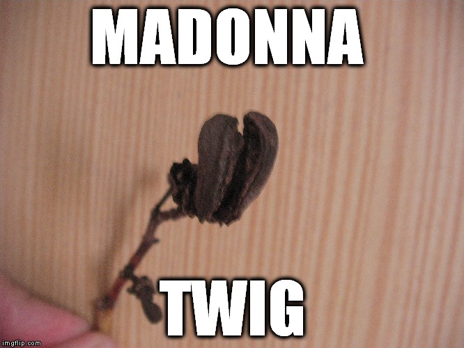 Madonna twig | MADONNA; TWIG | image tagged in madonna,old crone,feminazi,liberal hag | made w/ Imgflip meme maker