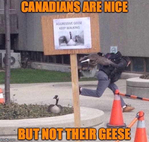 The Wild Geese | CANADIANS ARE NICE; BUT NOT THEIR GEESE | image tagged in geese,canada | made w/ Imgflip meme maker