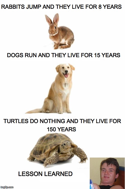 The Secret to a Long Life | RABBITS JUMP AND THEY LIVE FOR 8 YEARS; DOGS RUN AND THEY LIVE FOR 15 YEARS; TURTLES DO NOTHING AND THEY LIVE FOR; 150 YEARS; LESSON LEARNED | image tagged in animals,10 guy | made w/ Imgflip meme maker