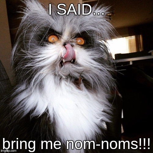 I SAID... bring me nom-noms!!! | image tagged in big furry evil eyed cat | made w/ Imgflip meme maker