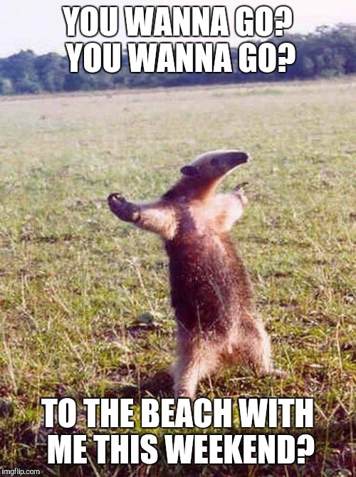bam what? | YOU WANNA GO? YOU WANNA GO? TO THE BEACH WITH ME THIS WEEKEND? | image tagged in fight me anteater | made w/ Imgflip meme maker