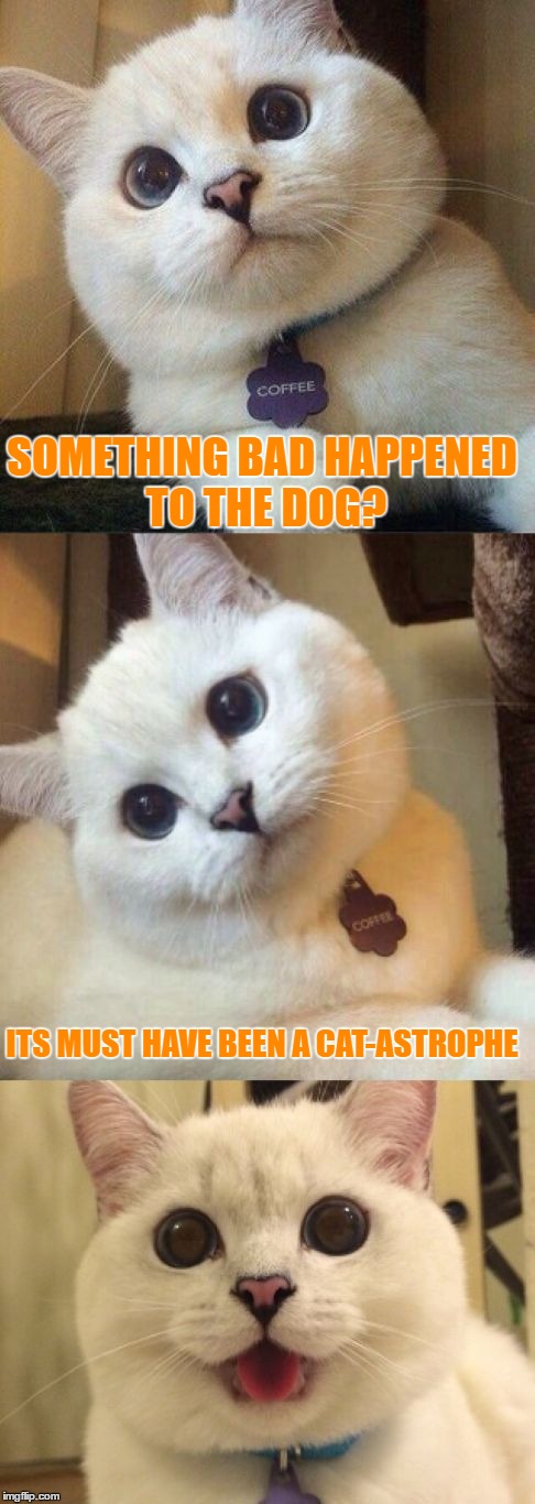bad pun cat  | SOMETHING BAD HAPPENED TO THE DOG? ITS MUST HAVE BEEN A CAT-ASTROPHE | image tagged in bad pun cat | made w/ Imgflip meme maker