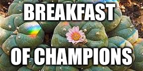 Forget the Wheaties | BREAKFAST; OF CHAMPIONS | image tagged in yote,funny,memes,animals,rainbow,gifs | made w/ Imgflip meme maker