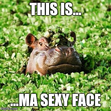 This is my sexy face... | THIS IS... ...MA SEXY FACE | image tagged in funny memes,sexy,hippopotamus,national geographic | made w/ Imgflip meme maker