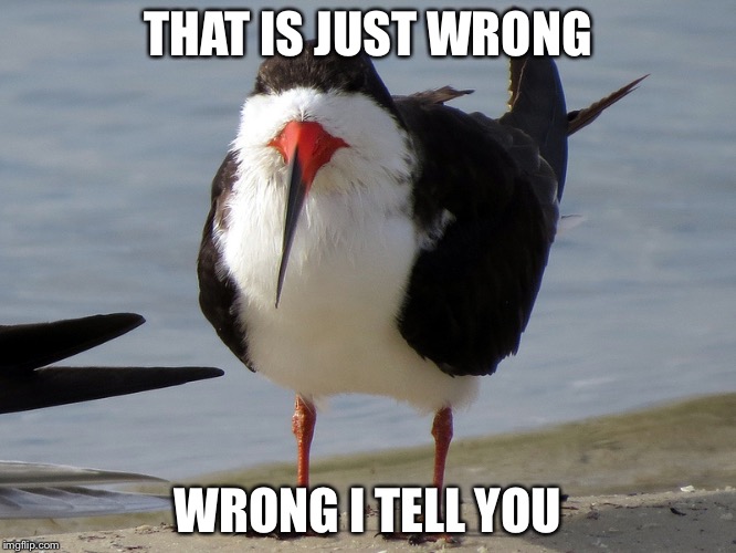 Even Less Popular Opinion Bird | THAT IS JUST WRONG WRONG I TELL YOU | image tagged in even less popular opinion bird | made w/ Imgflip meme maker