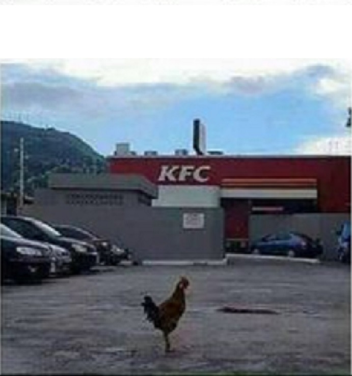 KFC Chicken Blank Meme Template