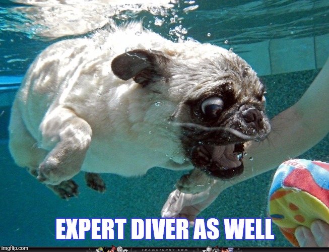 EXPERT DIVER AS WELL | made w/ Imgflip meme maker