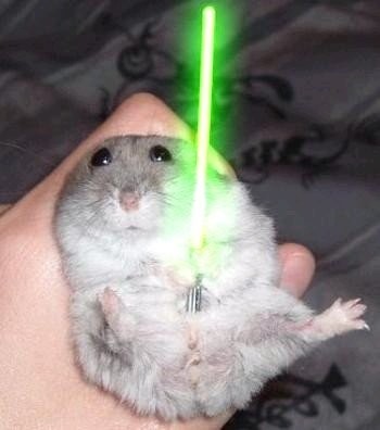 hamster yoda Blank Meme Template