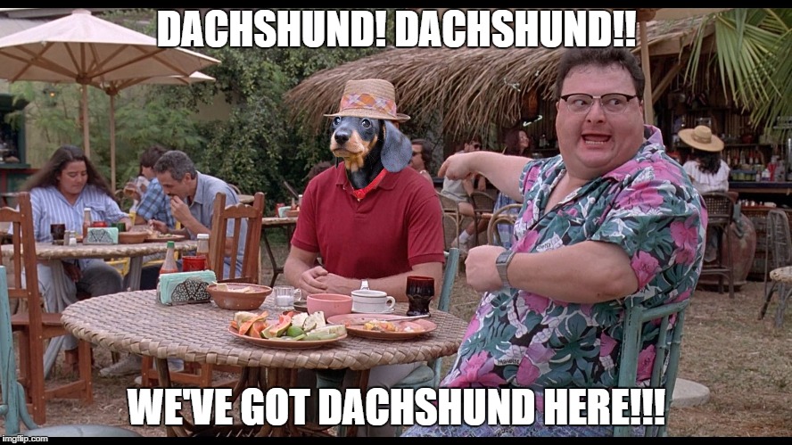 DACHSHUND! DACHSHUND!! WE'VE GOT DACHSHUND HERE!!! | image tagged in dachshund | made w/ Imgflip meme maker