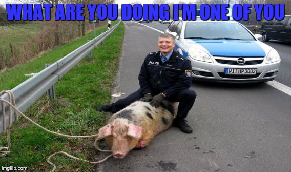 porked | WHAT ARE YOU DOING I'M ONE OF YOU | image tagged in pigs | made w/ Imgflip meme maker