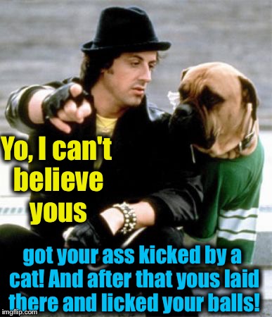 Yo, I can't believe yous got your ass kicked by a cat! And after that yous laid there and licked your balls! | made w/ Imgflip meme maker