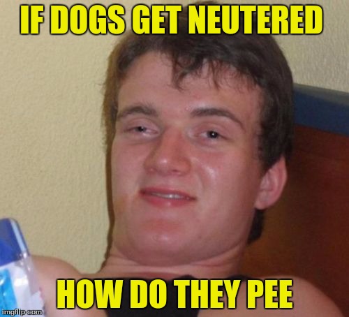 I Have Always Wondered | IF DOGS GET NEUTERED; HOW DO THEY PEE | image tagged in memes,10 guy | made w/ Imgflip meme maker