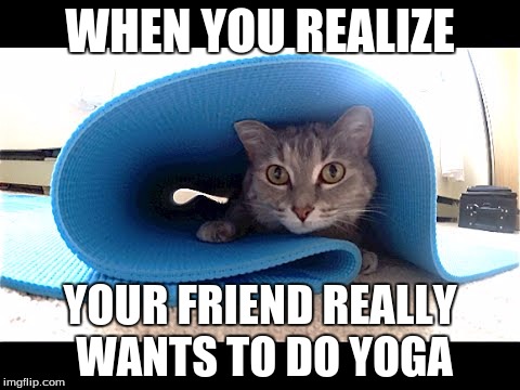 YogaMatCat | WHEN YOU REALIZE; YOUR FRIEND REALLY WANTS TO DO YOGA | image tagged in yogamatcat | made w/ Imgflip meme maker