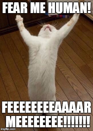praising cat | FEAR ME HUMAN! FEEEEEEEEAAAAR MEEEEEEEE!!!!!!! | image tagged in praising cat | made w/ Imgflip meme maker