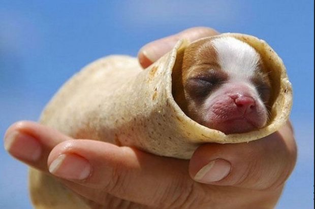 High Quality puppy burrito Blank Meme Template