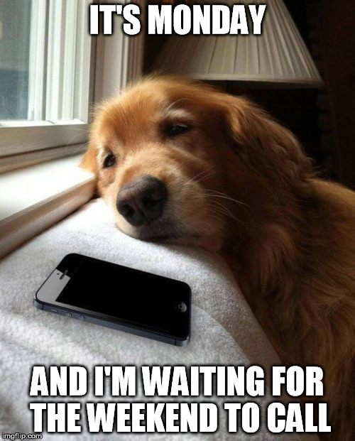 Monday sad pup | IT'S MONDAY; AND I'M WAITING FOR THE WEEKEND TO CALL | image tagged in monday sad pup | made w/ Imgflip meme maker