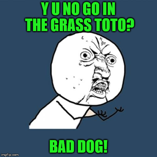 Y U No Meme | Y U NO GO IN THE GRASS TOTO? BAD DOG! | image tagged in memes,y u no | made w/ Imgflip meme maker
