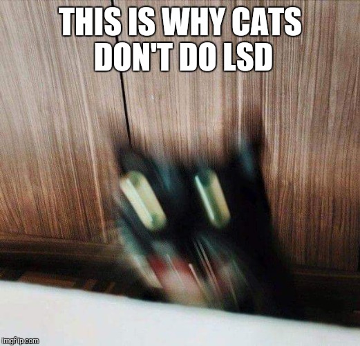 THIS IS WHY CATS DON'T DO LSD | image tagged in lsd | made w/ Imgflip meme maker