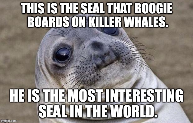 Most Interesting Seal Boogie Boards On Killer Whales | THIS IS THE SEAL THAT BOOGIE BOARDS ON KILLER WHALES. HE IS THE MOST INTERESTING SEAL IN THE WORLD. | image tagged in memes,awkward moment sealion,the most interesting man in the world,shamu | made w/ Imgflip meme maker