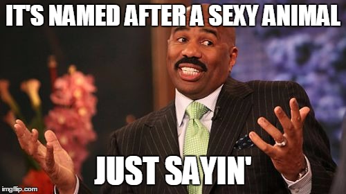 Why We're only Hearing about Sexual Harassment from the Fox Network | IT'S NAMED AFTER A SEXY ANIMAL; JUST SAYIN' | image tagged in memes,steve harvey | made w/ Imgflip meme maker