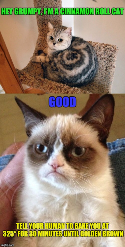 Ḡґυм℘¥ ℃@☂ | HEY GRUMPY, I'M A CINNAMON ROLL CAT; GOOD; TELL YOUR HUMAN TO BAKE YOU AT 325° FOR 30 MINUTES UNTIL GOLDEN BROWN | image tagged in grumpy cat,cats,memes,google images | made w/ Imgflip meme maker