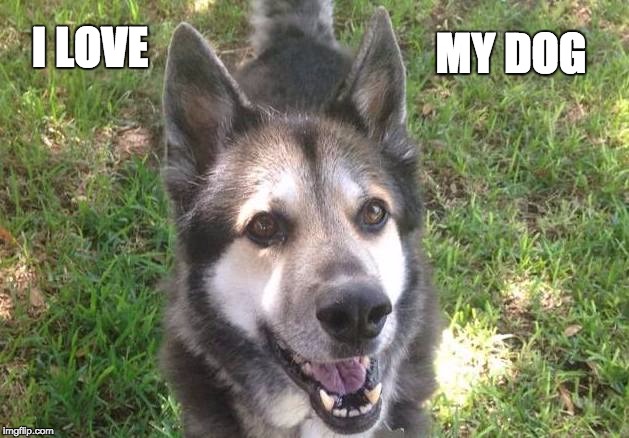 MY DOG; I LOVE | image tagged in takko | made w/ Imgflip meme maker