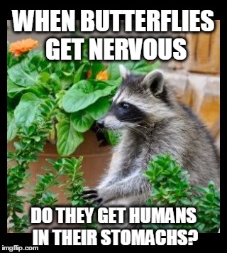 Hmmm... | WHEN BUTTERFLIES GET NERVOUS; DO THEY GET HUMANS IN THEIR STOMACHS? | image tagged in raccoon,jokes | made w/ Imgflip meme maker