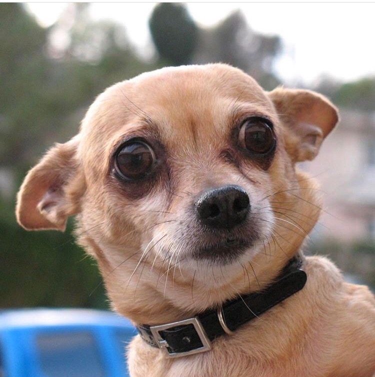 High Quality Concerned Chiwawa  Blank Meme Template